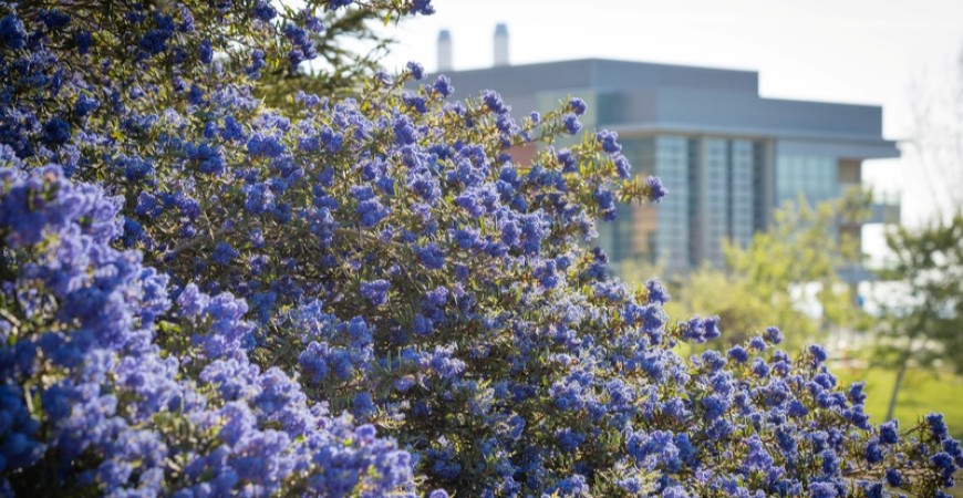 purple blossoms in the forefront, with S&E2 in the background